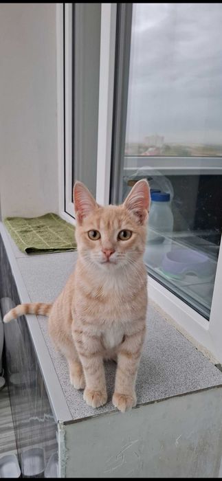 Отдам в добрые руки котика, подросток, мальчик