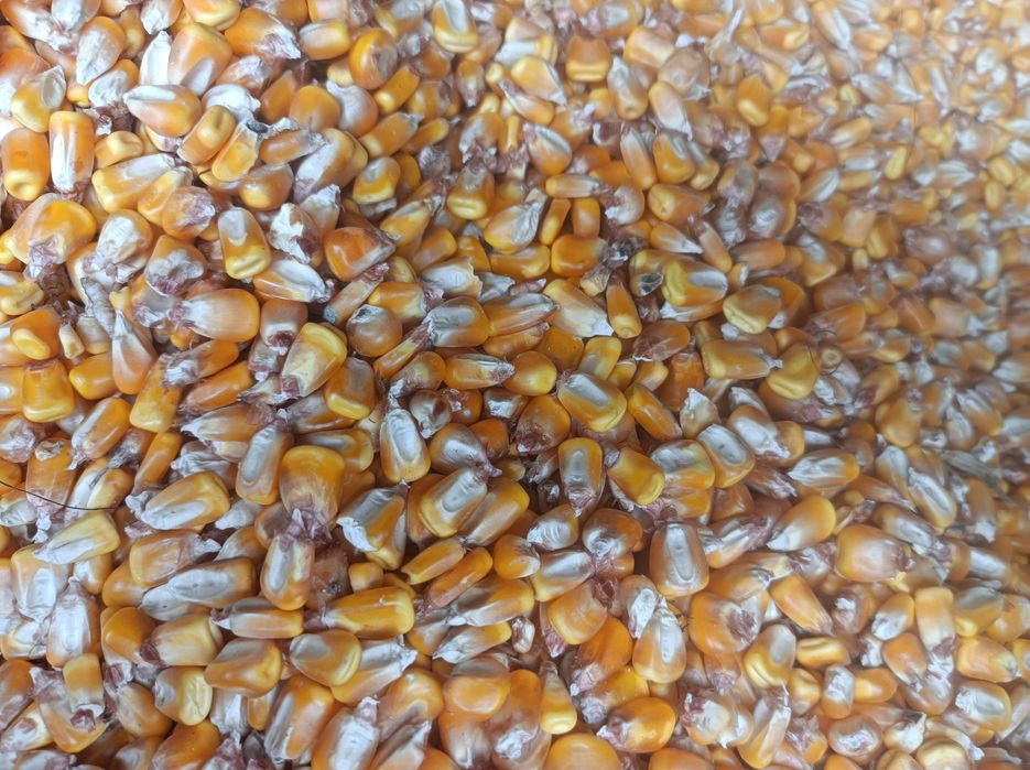 De vânzare porumb boabe