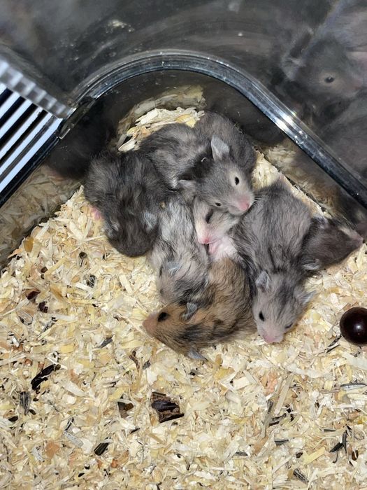 Pui de hamsteri pitici , sanatosi , 35 lei/bucata