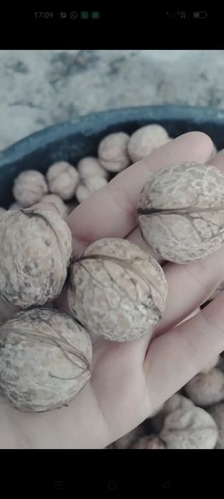 Жаңғақ  бар сатылатын