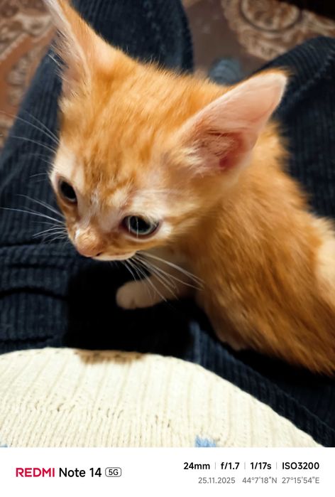 Подарявам малки котета