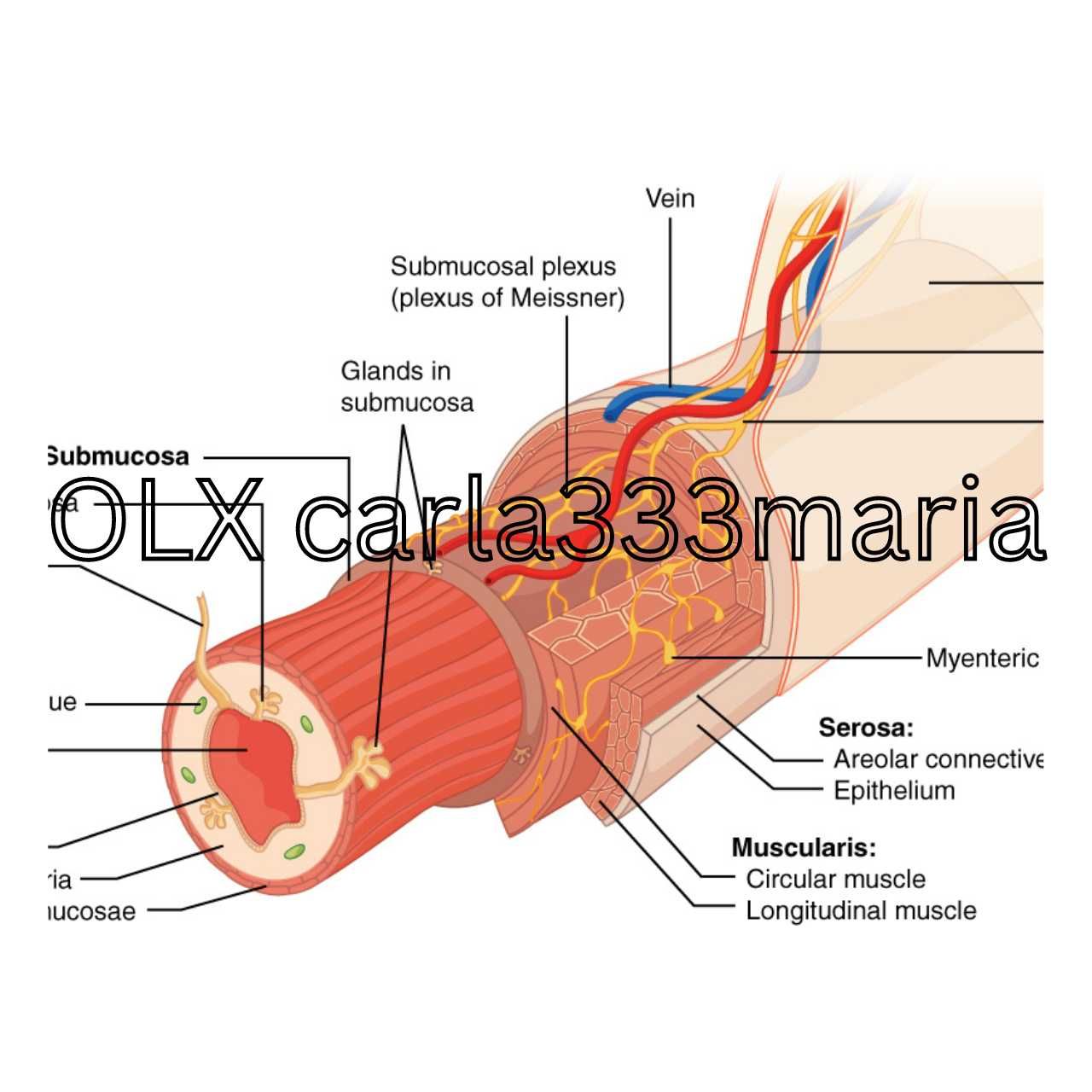 BIOLOGIE - Portofoliu cu teorie + imagini + desene