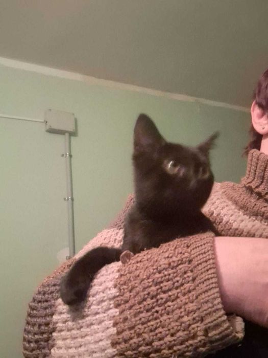 Кошечка срочно ищет дом и любимых хозяев !!!