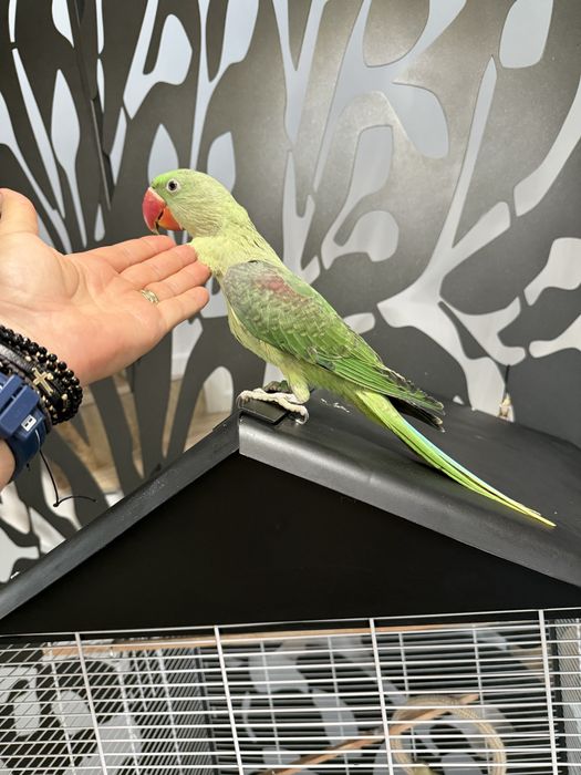 Papagali vorbitori pui blanzi Marele Alexandru Alexander