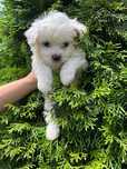Pui Bichon maltez