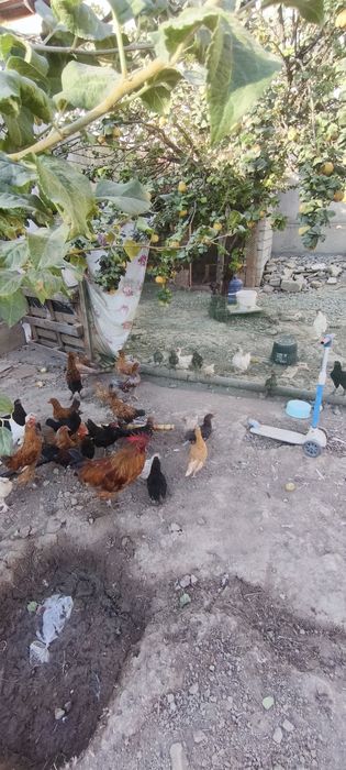 Тоуқлар сотилади домашний