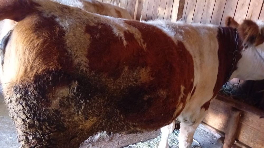 Vând 2 visele pret negociabil la telefon