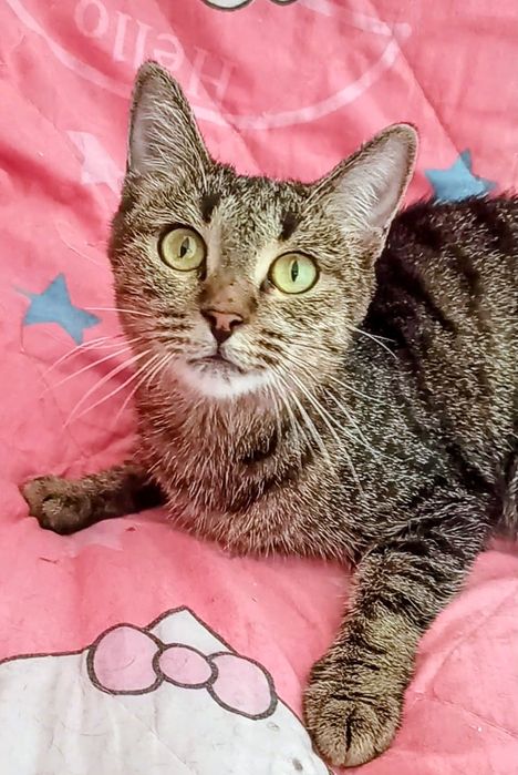 Ждём любящих хозяев для котиков