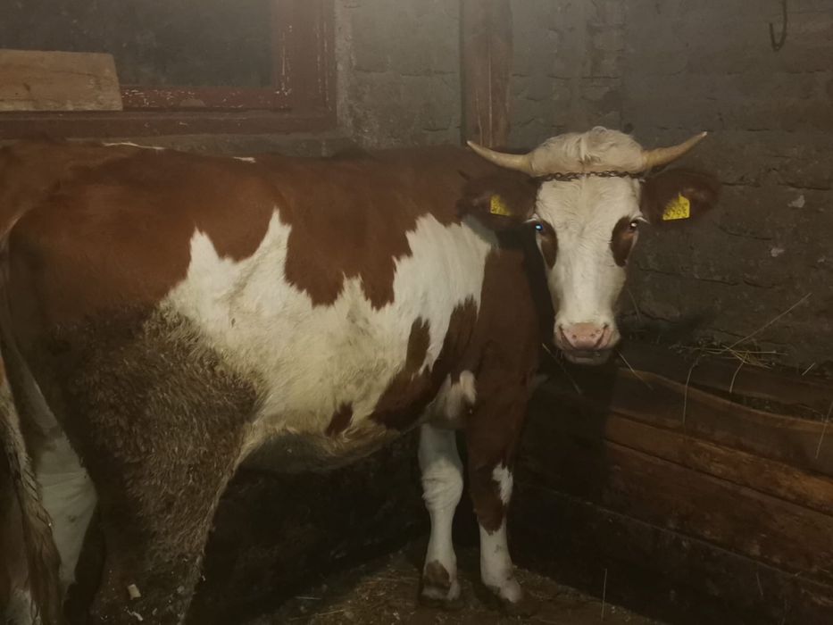 Vitea baltata romaneasca