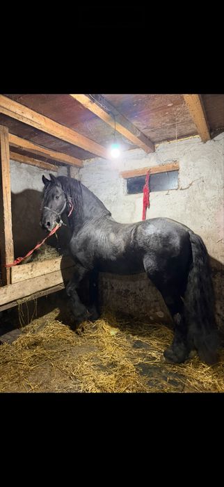 Armasar frizian perfect din orice punct,  propietar , acte - superb