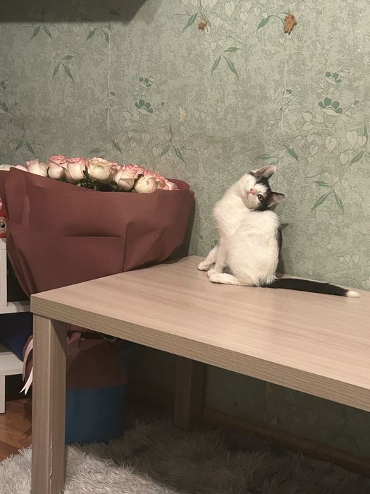 Отдам котенка в очень добрые руки!