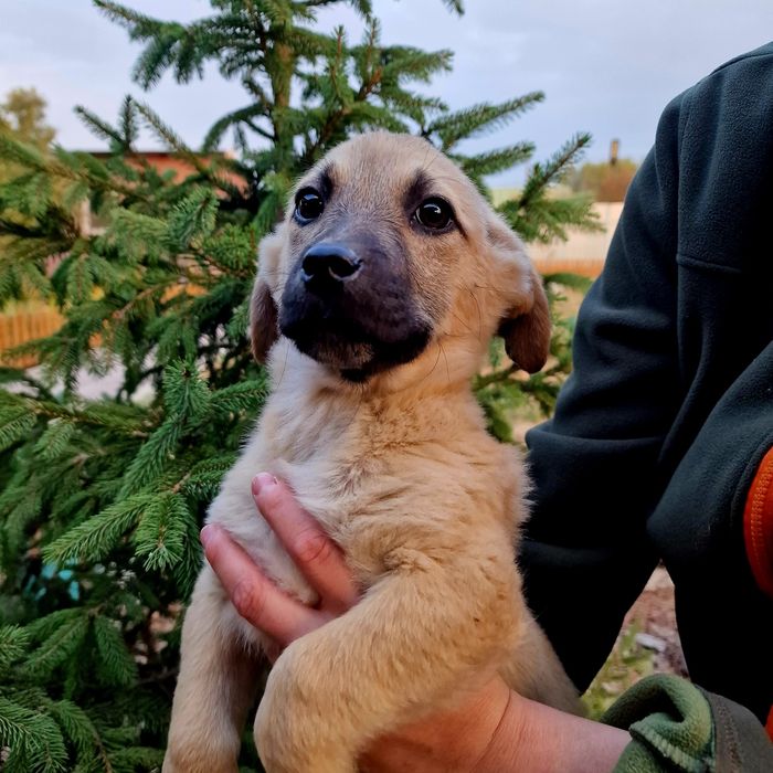 Щенок Шурочка из приюта Хвостатый Рай