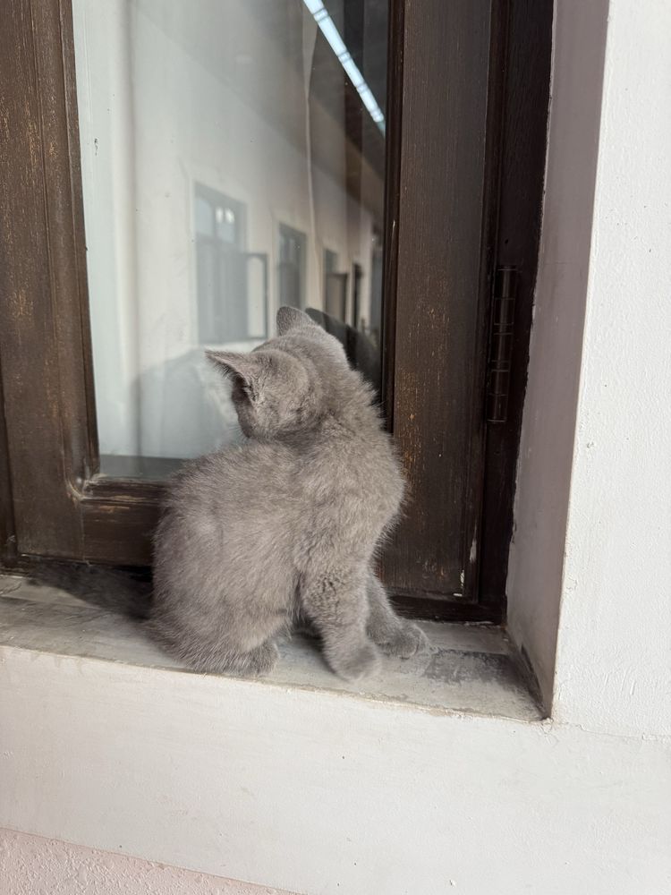котенок скотиш страйт
