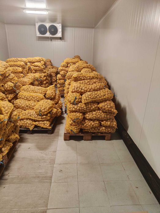 Картофи за семе Агата клас Б