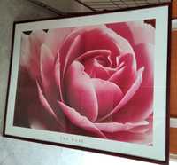 Tablou tip poster, The Rose, 50cm/100cm