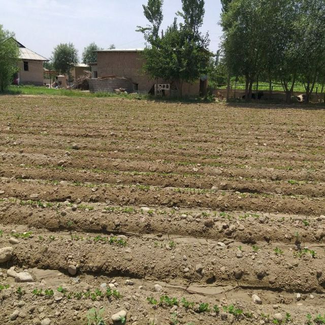 yer sotiladi 24 sotix surhondaryo denov tumani tarahli mahallasi