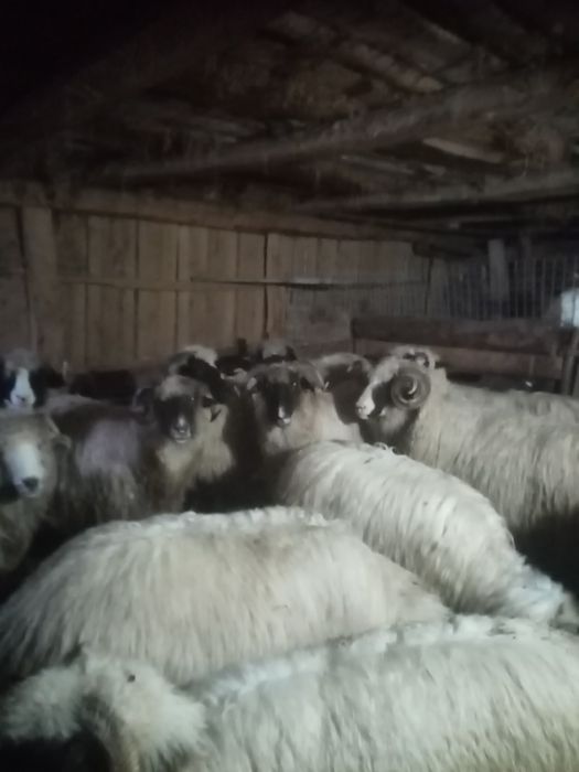 Vând 9 oi și un berbec
