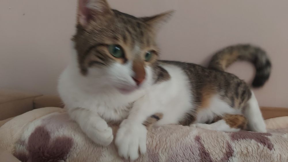 Породистый кот, все прививки получены, кострированный