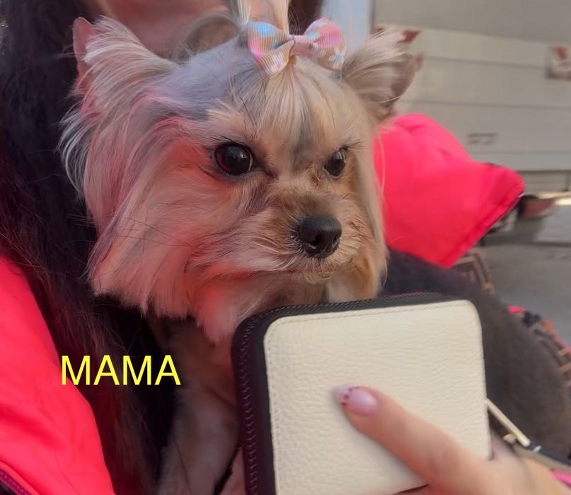 Йоркширски териер мини мъжки йорки