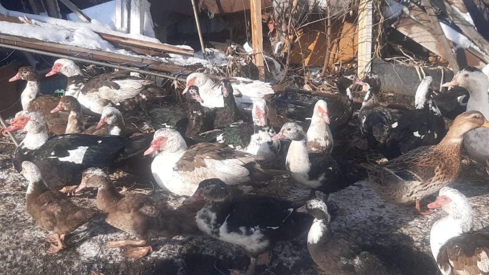 продам селезень и уток