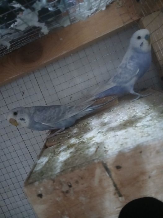 2  juft popugay sotiladi 1 ta parasi tuxumda