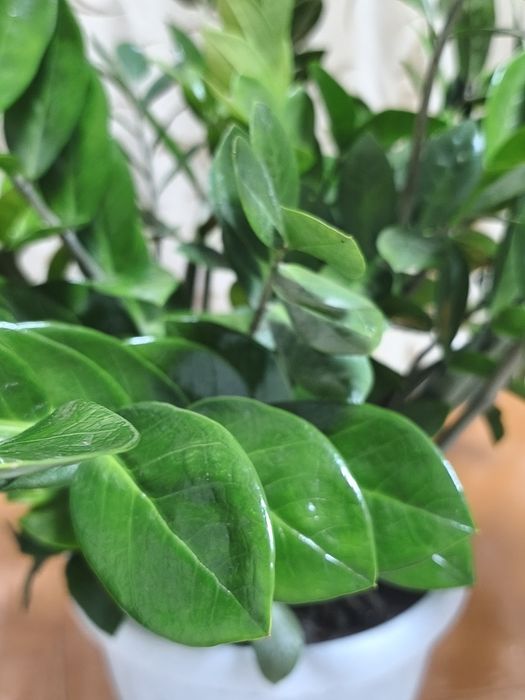 Продается Замеакулькас