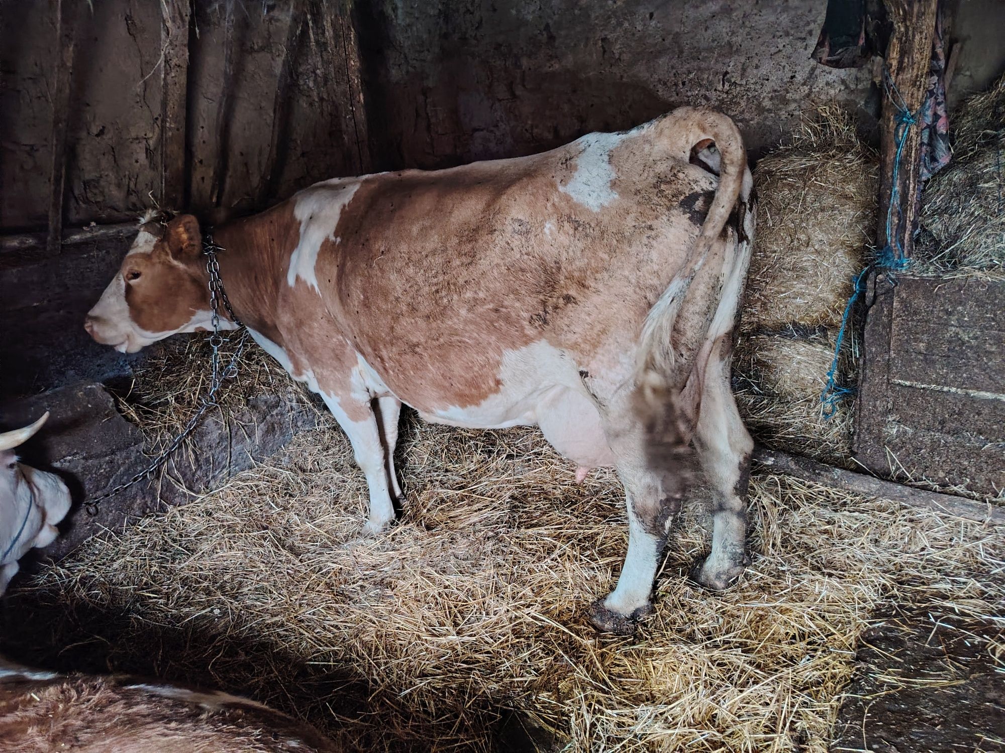 vaca cu lapte de vanzare