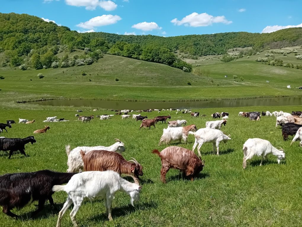 Vând 100 de capre Sibiu