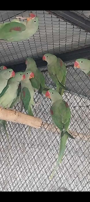 Marele Alexandru blânzi