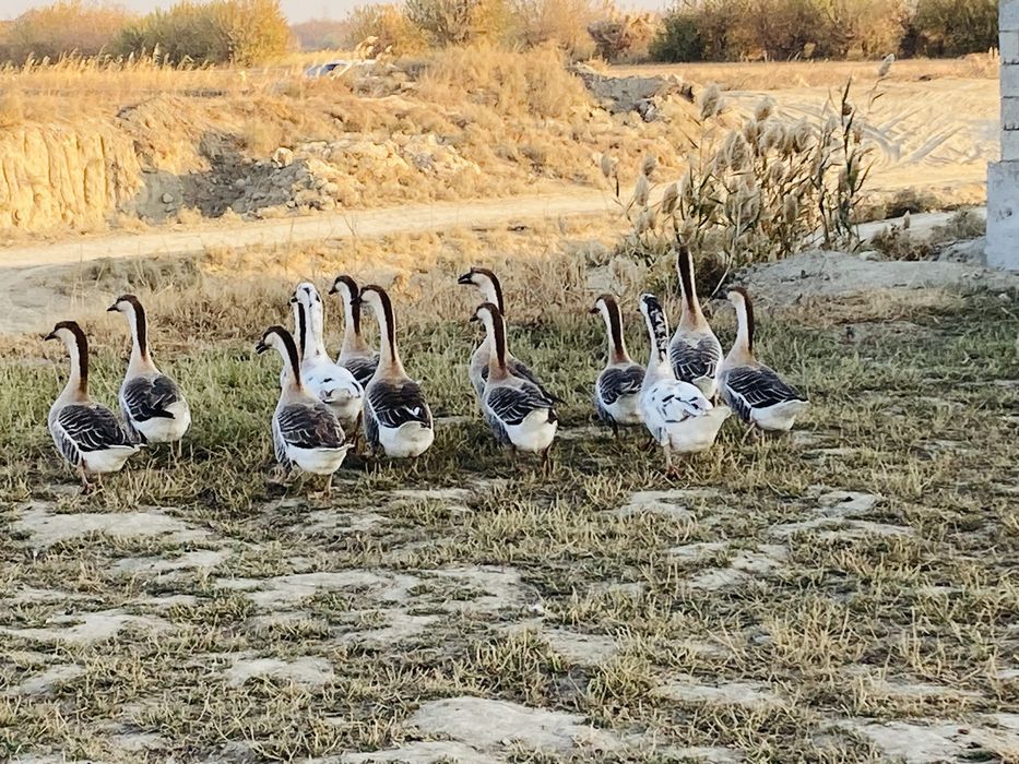 Гозлар сотилади , гузы продаются соглом