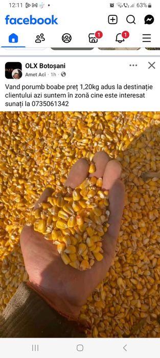 Vând grăunte 1.25 kg