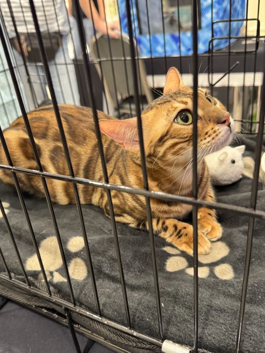 Продается Бенгальская кошка с документами