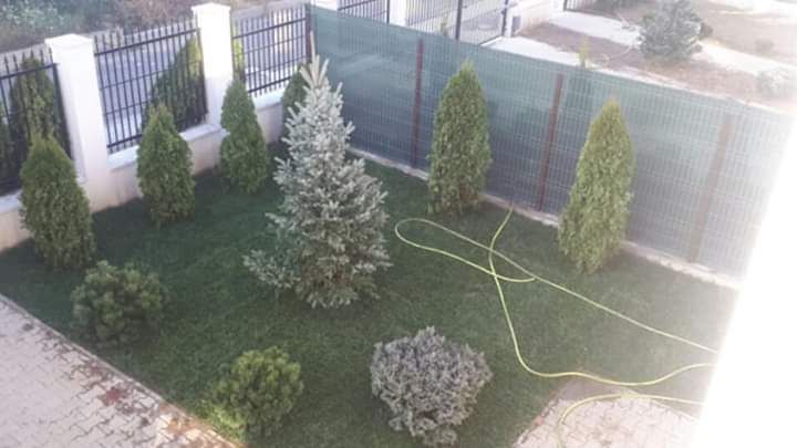 Brazi argintii și verzi