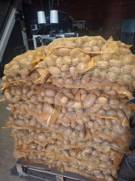 Картофи сорт сорая