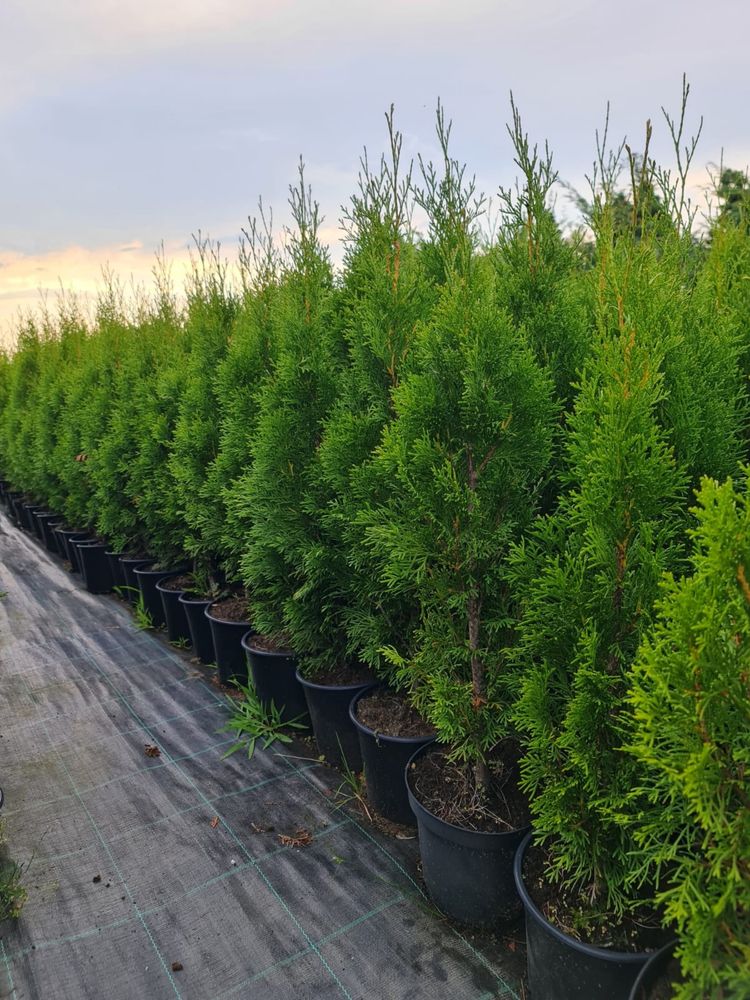 Tuia ( thuja )smaragd perfect aclimatizați direct din pepinieră