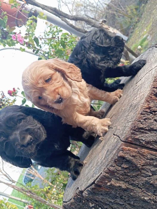 Кученца кокер шпаньол