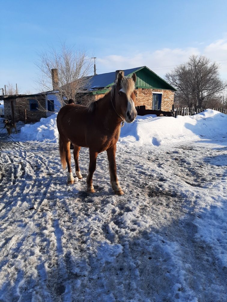 Срочно!!! Продам Жеребца!!!