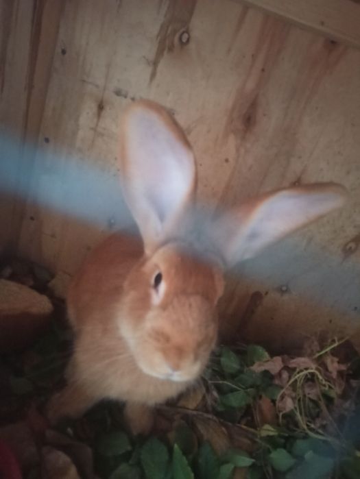 Продаю кролики 2 самца.и 1 самка..