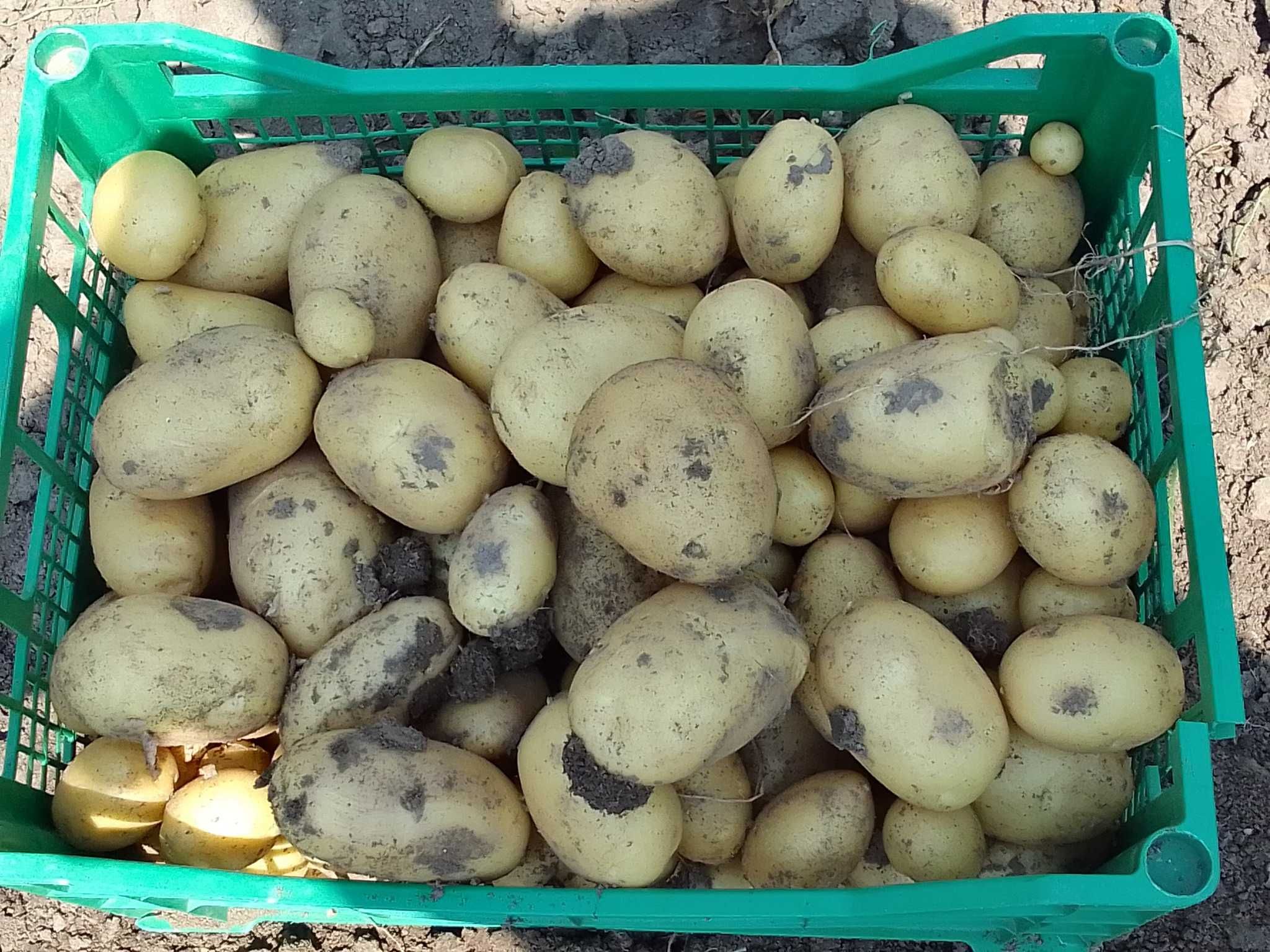 Продавам пресни картофи