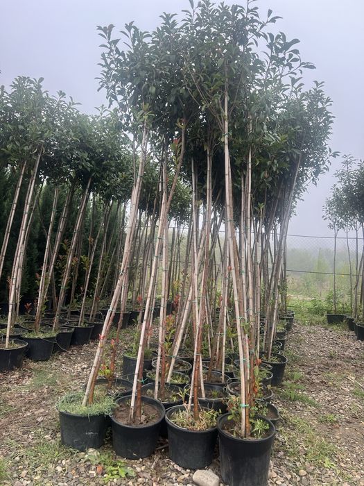 Plante ornamentale de orice soi