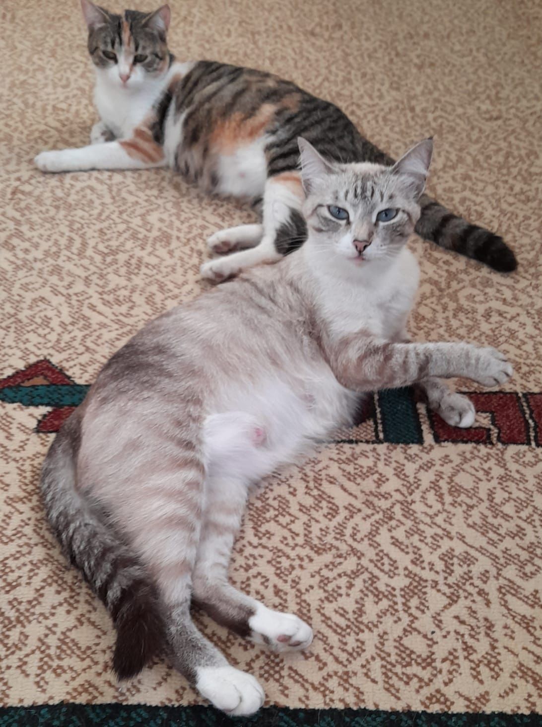 Котята ищут дом!