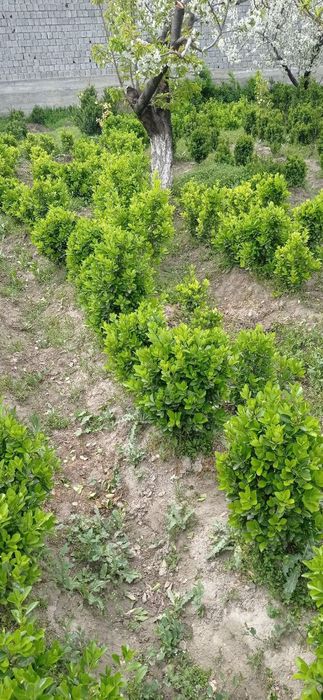 Живой  изгороди  .