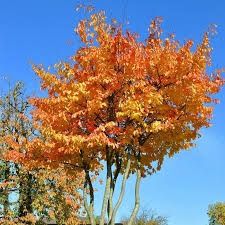 Arborele de fier persan