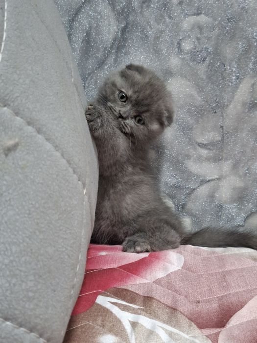 Продаётся последняя девочка скоттиш фолд