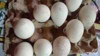 Продаю яйца индюшиные породы Бронза 708