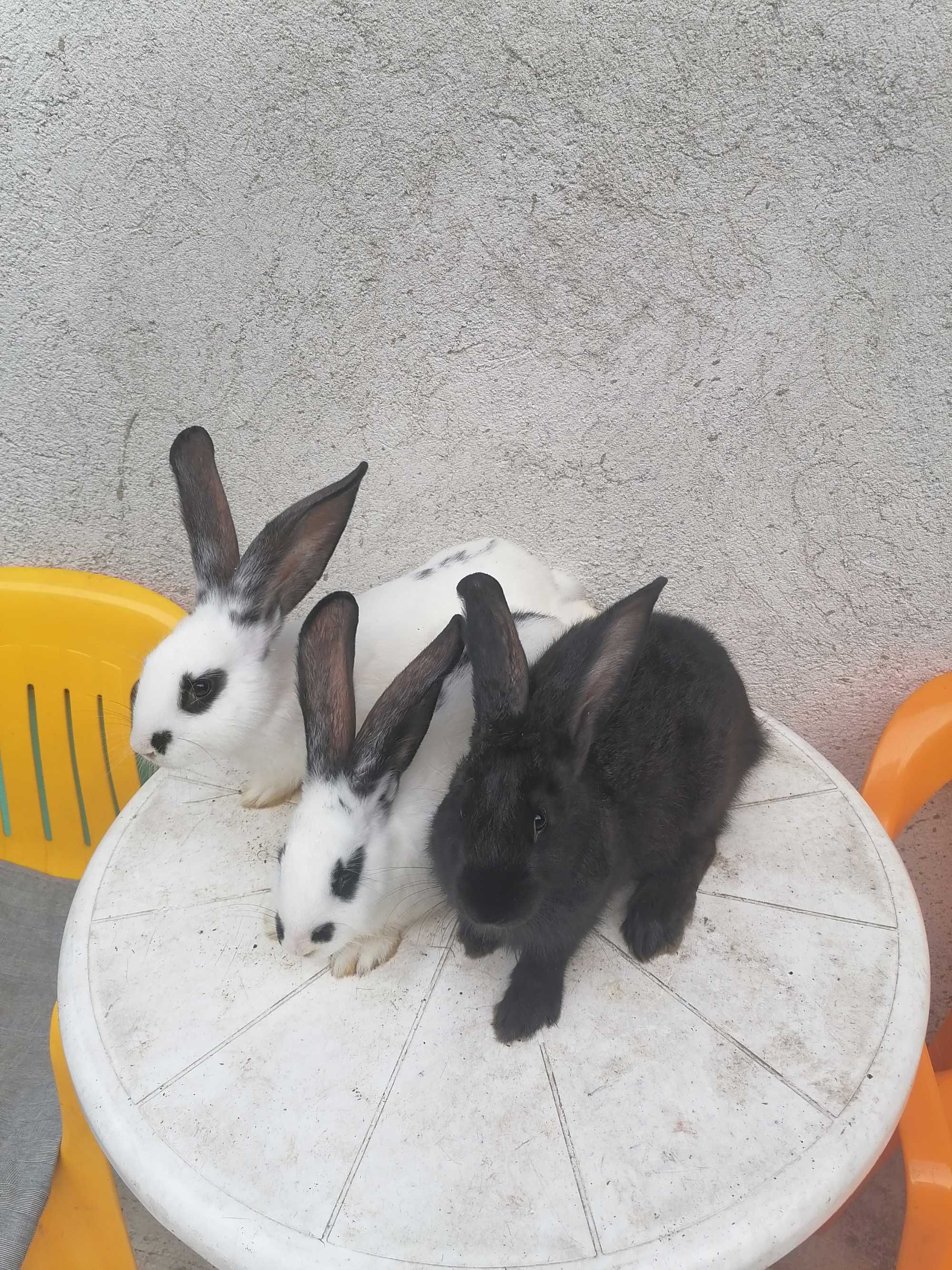 Продавам зайци на 2 месеца и половина.