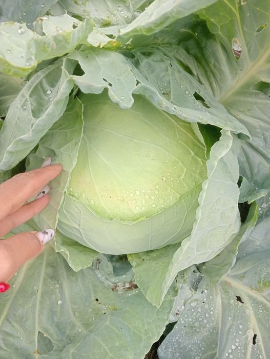 Vând Varză de Buzău