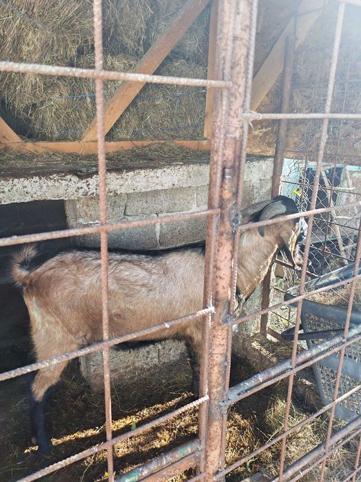 Țap de vanzare s-au schimb