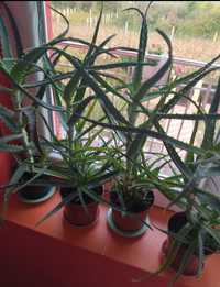 Aloe Vera Medicinală