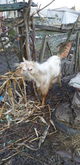 Vând 2 țapi de 2 ani